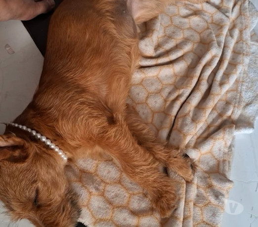 cachorra-femea-para-adocao-itaquera-adotar-anima-sao-paulo-oportunidade-unica-big-2