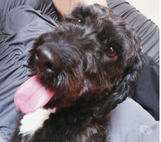 doacao-de-doguinho-billy-sao-miguel-paulista-ado-melhor-oferta-sao-paulo-big-0