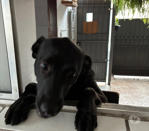 um-lar-para-o-catatau-mboi-mirim-adotar-animais-premium-em-sao-paulo-big-0