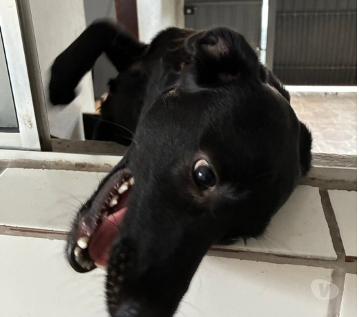 um-lar-para-o-catatau-mboi-mirim-adotar-animais-premium-em-sao-paulo-big-2