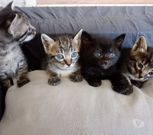 doacao-de-gatos-estrela-do-norte-sp-adotar-anima-de-qualidade-em-sao-paulo-garantia-big-0