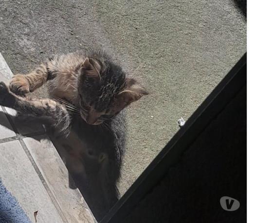 adote-um-gatinho-que-precisa-de-um-lar-barueri-sp-de-qualidade-em-sao-paulo-big-1