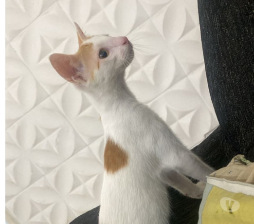 gato-macho-de-7-meses-engenho-de-dentro-adotar-melhor-oferta-rio-de-big-0