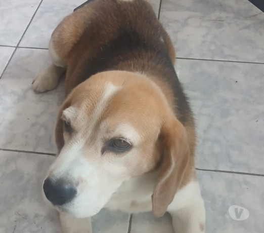 doacao-responsavel-aricanduva-adotar-animais-e-f-de-qualidade-em-sao-paulo-r-10000-r-10000-entrega-imediata-big-0