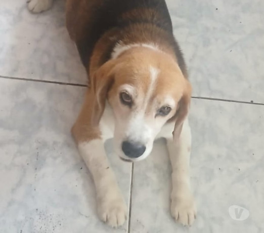 doacao-responsavel-aricanduva-adotar-animais-e-f-de-qualidade-em-sao-paulo-r-10000-r-10000-entrega-imediata-big-1