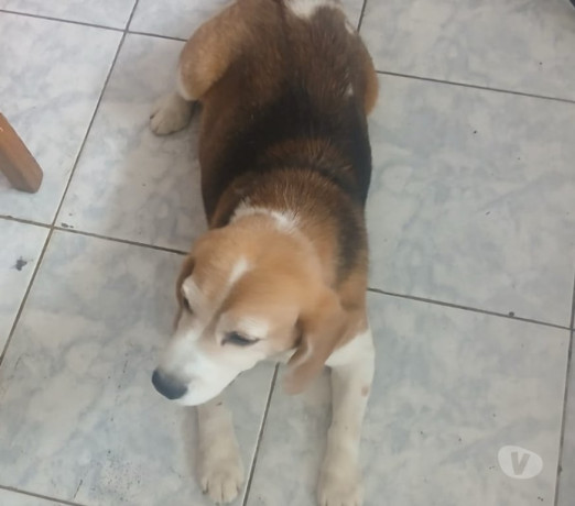 doacao-responsavel-aricanduva-adotar-animais-e-f-de-qualidade-em-sao-paulo-r-10000-r-10000-entrega-imediata-big-2