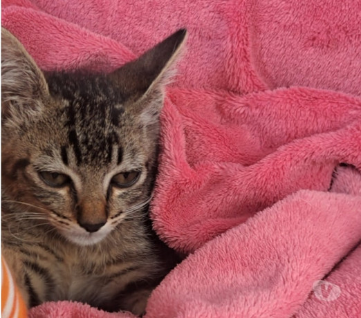 gatinho-macho-para-doacao-urgente-sao-miguel-pauli-em-sao-paulo-qualidade-garantida-com-otimo-custo-beneficio-negociavel-big-0