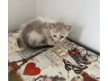 gatinhos-para-adocao-ipiranga-adotar-animais-e-f-melhor-oferta-sao-paulo-oportunidade-unica-small-1
