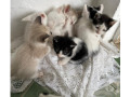 gatinhos-para-adocao-ipiranga-adotar-animais-e-f-melhor-oferta-sao-paulo-oportunidade-unica-small-0