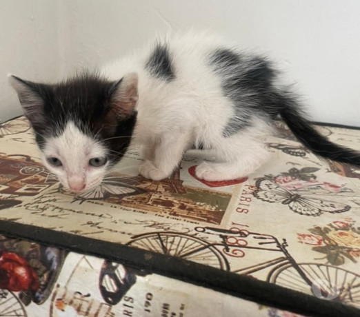 gatinhos-para-adocao-ipiranga-adotar-animais-e-f-melhor-oferta-sao-paulo-oportunidade-unica-big-2