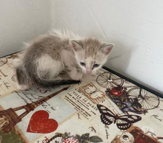 gatinhos-para-adocao-ipiranga-adotar-animais-e-f-melhor-oferta-sao-paulo-oportunidade-unica-big-1