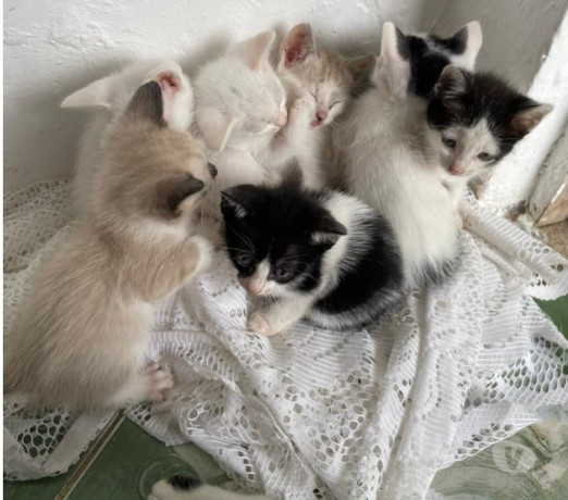 gatinhos-para-adocao-ipiranga-adotar-animais-e-f-melhor-oferta-sao-paulo-oportunidade-unica-big-0