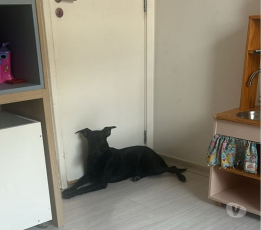 filhote-de-7-meses-sem-raca-jacarepagua-adotar-a-premium-em-rio-de-big-0