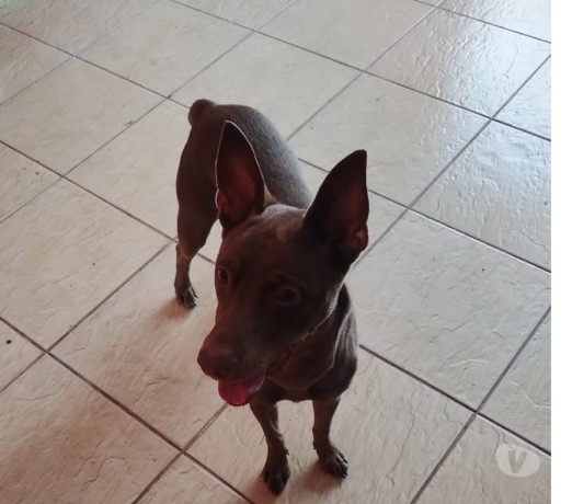 doacao-de-lindo-cachorro-aricanduva-adotar-anima-de-qualidade-em-sao-paulo-big-1