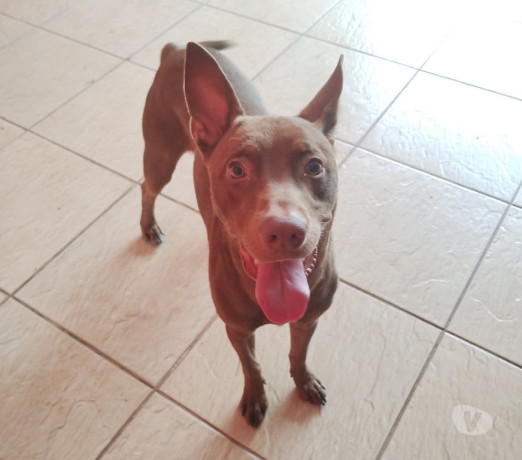 doacao-de-lindo-cachorro-aricanduva-adotar-anima-de-qualidade-em-sao-paulo-big-2