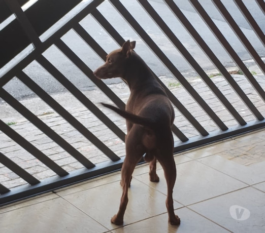 doacao-de-lindo-cachorro-aricanduva-adotar-anima-de-qualidade-em-sao-paulo-big-3