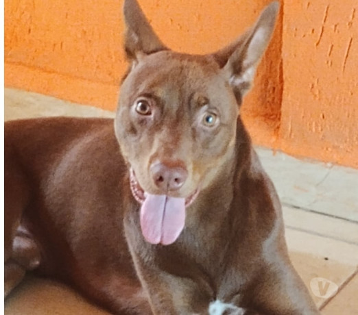 doacao-de-lindo-cachorro-aricanduva-adotar-anima-de-qualidade-em-sao-paulo-big-0