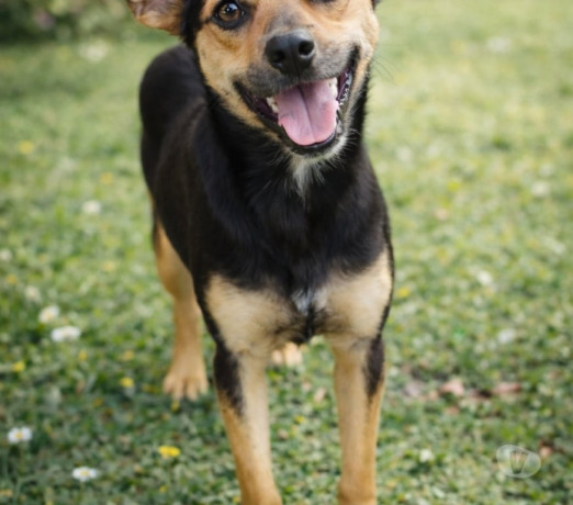 filhotes-doacao-urgente-morador-de-rua-santo-ama-premium-em-sao-paulo-negociavel-big-0
