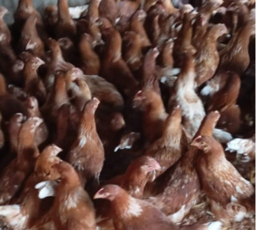 em-rio-grande-conservado-r-50000-r-50000-big-0