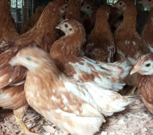 disponivel-rio-grande-condicoes-especiais-r-30000-r-30000-big-0