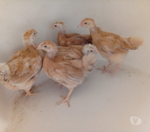 oportunidade-em-rio-grande-conservado-r-28000-r-28000-garantia-big-0