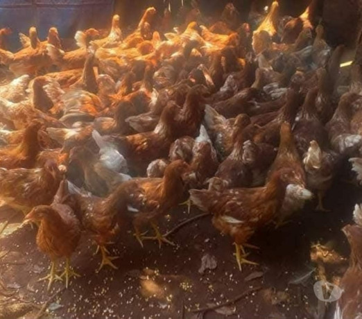 oportunidade-em-rio-grande-conservado-r-4500-r-4500-condicao-especial-big-0