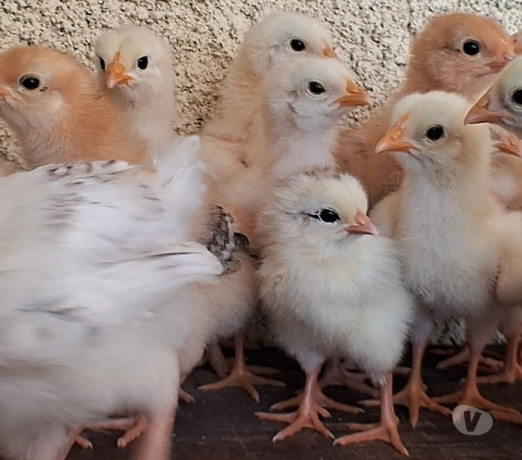 pintinhos-mesticos-campo-grande-rio-de-janeiro-premium-em-rio-de-entrega-imediata-big-3