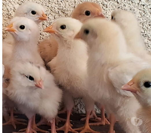 pintinhos-mesticos-campo-grande-rio-de-janeiro-premium-em-rio-de-entrega-imediata-big-2