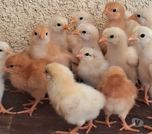 pintinhos-mesticos-campo-grande-rio-de-janeiro-premium-em-rio-de-entrega-imediata-big-0