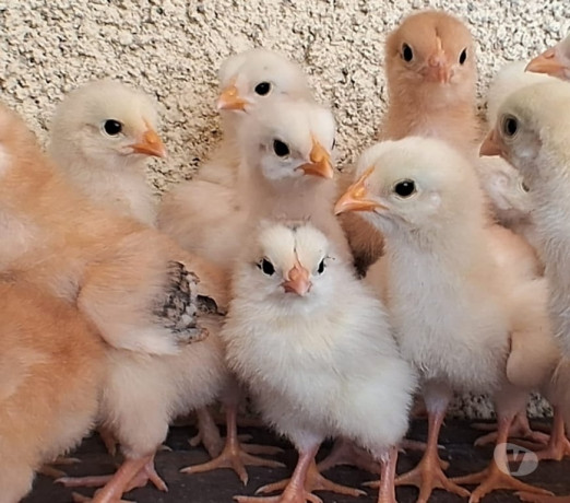 pintinhos-mesticos-campo-grande-rio-de-janeiro-premium-em-rio-de-entrega-imediata-big-1