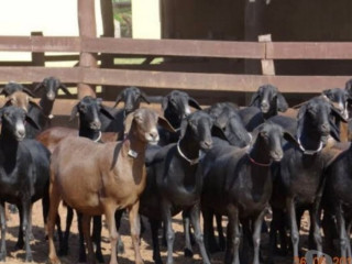 ovelha-dorper-pura-embu-guacu-sp-parelheiros-pec-sao-paulo-oportunidade-unica