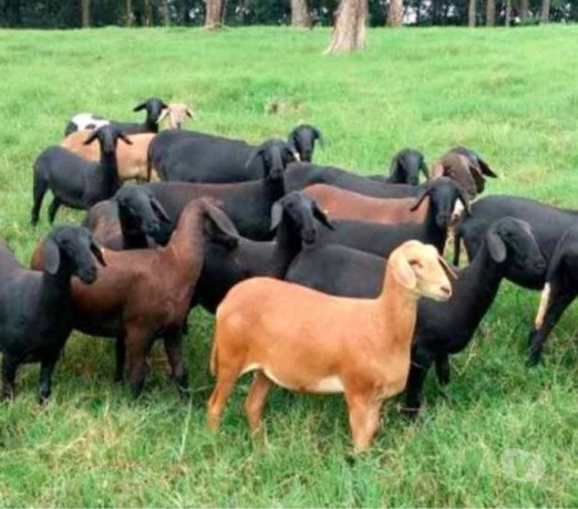 ovelha-dorper-pura-embu-guacu-sp-parelheiros-pec-sao-paulo-oportunidade-unica-big-2