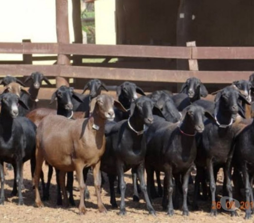 ovelha-dorper-pura-embu-guacu-sp-parelheiros-pec-sao-paulo-oportunidade-unica-big-0