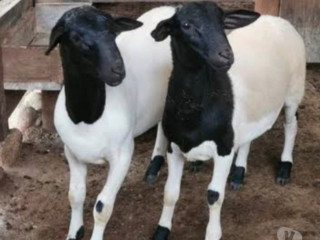 ovelha-dorper-pura-em-embu-guacu-sp-parelheiros-premium-em-sao-paulo-oportunidade-unica