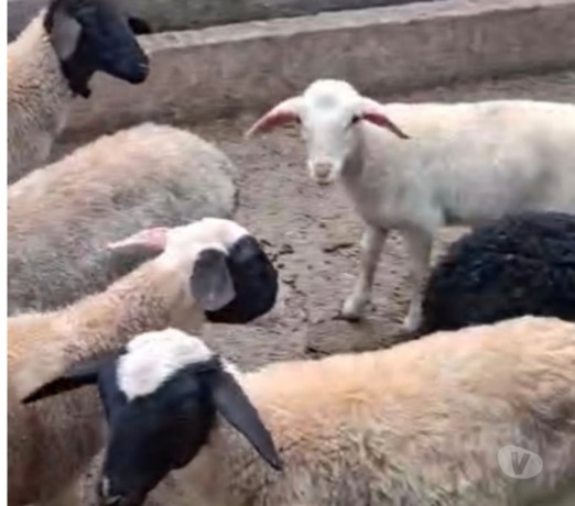 ovelha-dorper-pura-em-embu-guacu-sp-parelheiros-premium-em-sao-paulo-oportunidade-unica-big-2