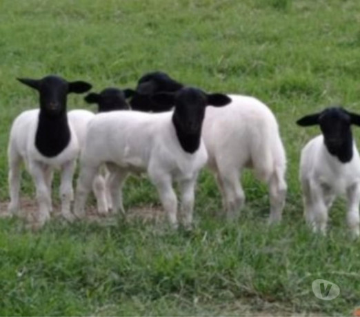 ovelha-dorper-pura-em-embu-guacu-sp-parelheiros-premium-em-sao-paulo-oportunidade-unica-big-1