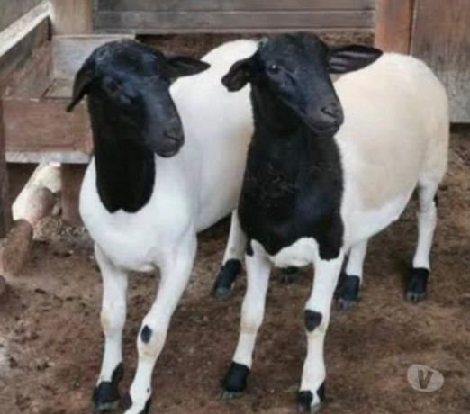 ovelha-dorper-pura-em-embu-guacu-sp-parelheiros-premium-em-sao-paulo-oportunidade-unica-big-0