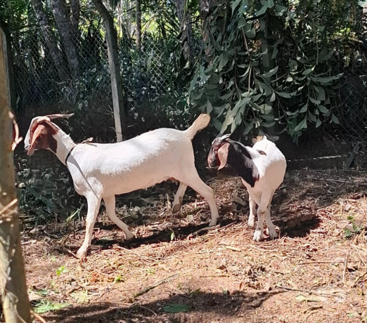 cabra-e-cabrito-boer-em-embu-guacu-sp-parelheiros-em-sao-paulo-melhor-preco-da-regiao-com-condicoes-especiais-big-1
