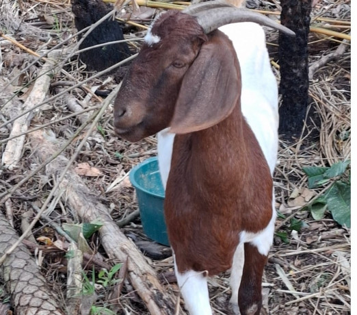 cabra-e-cabrito-boer-em-embu-guacu-sp-parelheiros-em-sao-paulo-melhor-preco-da-regiao-com-condicoes-especiais-big-2