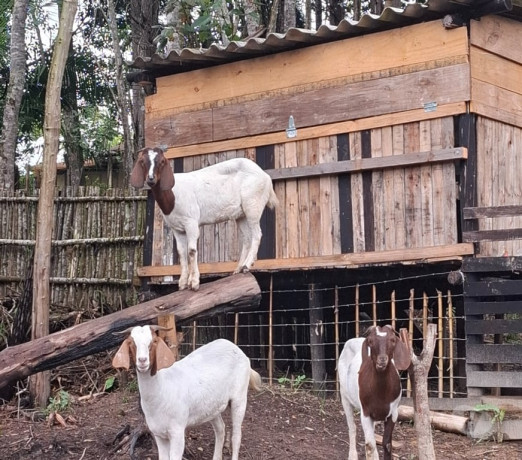 cabra-e-cabrito-boer-em-embu-guacu-sp-parelheiros-em-sao-paulo-melhor-preco-da-regiao-com-condicoes-especiais-big-0