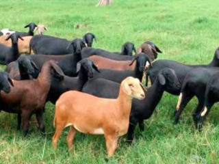 carneiro-e-ovelha-santa-ines-em-embu-guacu-parelhe-em-sao-paulo-entrega-rapida-e-garantia-de-satisfacao-entrega-imediata