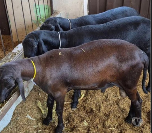 carneiro-e-ovelha-santa-ines-em-embu-guacu-parelhe-em-sao-paulo-entrega-rapida-e-garantia-de-satisfacao-entrega-imediata-big-2