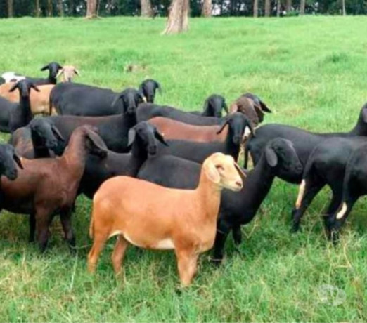 carneiro-e-ovelha-santa-ines-em-embu-guacu-parelhe-em-sao-paulo-entrega-rapida-e-garantia-de-satisfacao-entrega-imediata-big-0