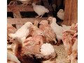 vendo-pintinhos-da-galinhas-de-alta-postura-palhoc-premium-em-santa-catarinapalhoca-em-santa-catarinapalhoca-entrega-imediata-small-0