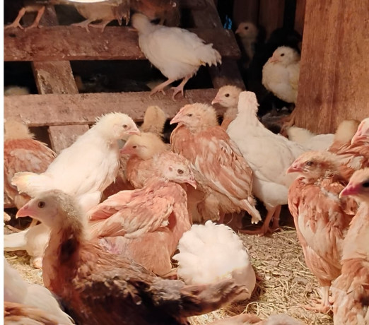 vendo-pintinhos-da-galinhas-de-alta-postura-palhoc-premium-em-santa-catarinapalhoca-em-santa-catarinapalhoca-entrega-imediata-big-0