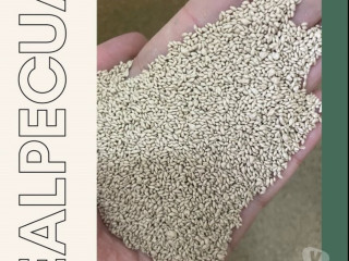 sementes-de-grama-bermudas-regente-feijo-sp-soja-premium-em-sao-paulo