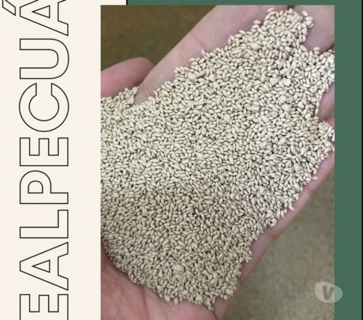 sementes-de-grama-bermudas-regente-feijo-sp-soja-premium-em-sao-paulo-big-0