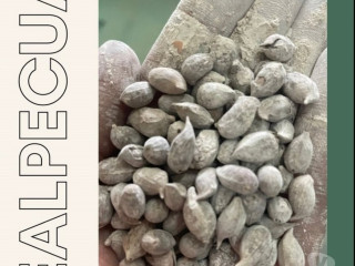 sementes-de-amendoim-forrageiro-para-jardim-regent-sao-paulo-oportunidade-unica