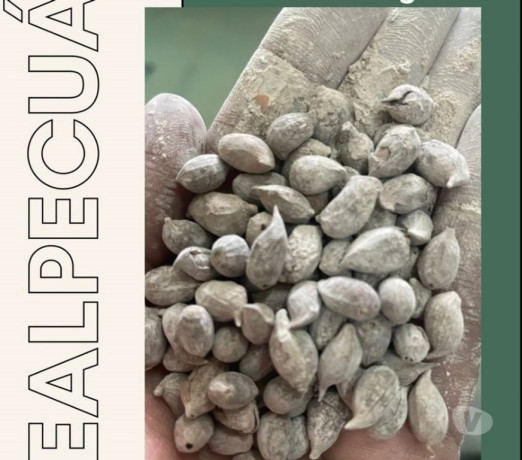 sementes-de-amendoim-forrageiro-para-jardim-regent-sao-paulo-oportunidade-unica-big-0