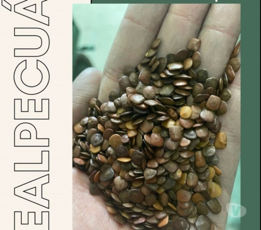 sementes-de-cerca-viva-sansao-do-campo-regente-fei-melhor-oferta-sao-paulo-big-0